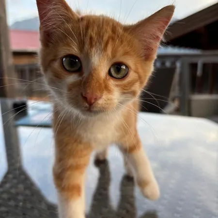 Reicherhof Sankt Veit im Pongau