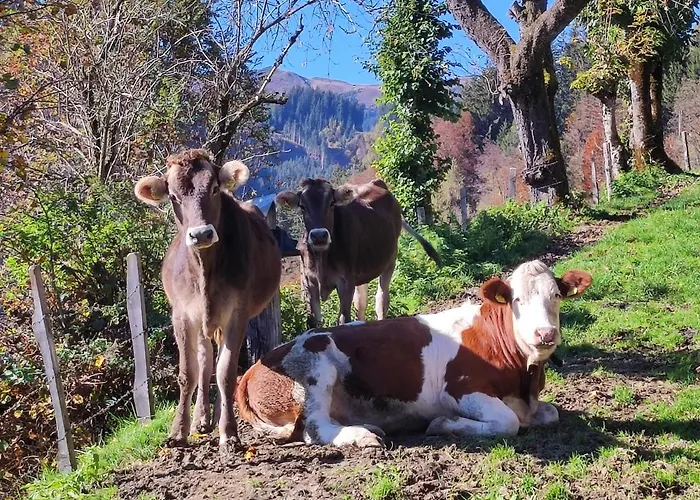 Reicherhof Lägenhet Sankt Veit im Pongau