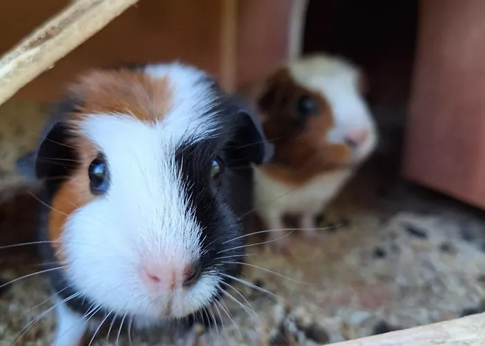 Reicherhof Lägenhet